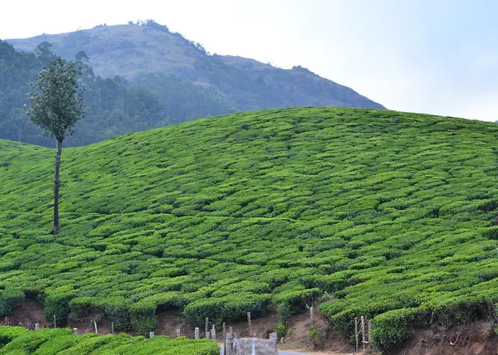 Arabian Nights Munnar,Family Villa With Pool